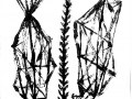 cactus5-b