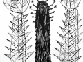 dioscactus-b